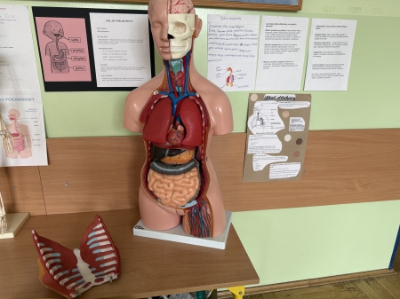 Projekt ''Moje ciało''